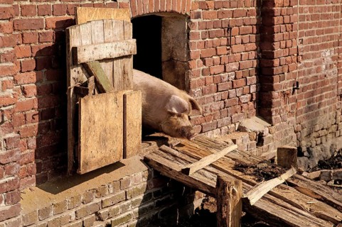 Mother sow (Sus scrofa domesticus) looking out of the barn, Othenstorf, Mecklenburg-Western