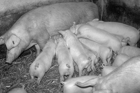 Piglets (Sus scrofa domesticus) suckling with the mother sow, black and white, Franconia, Bavaria,