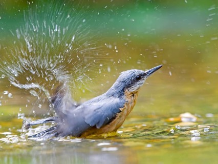 Nuthatch (Sitta europaea) bathing in the river and creating splashing water, vivid scene in natural