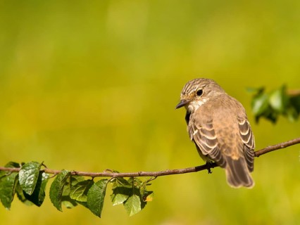 Grey flycatcher (Muscicapa striata) sitting on a branch with green leaves in natural surroundings,