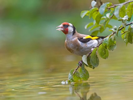 A goldfinch (Carduelis carduelis) on a branch above the water, vivid colours in focus, Solms,
