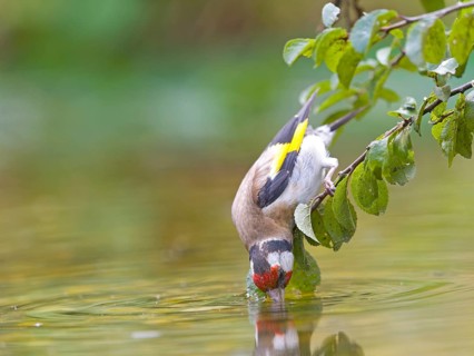 A goldfinch (Carduelis carduelis) stretching towards the water from a branch, vividly coloured,