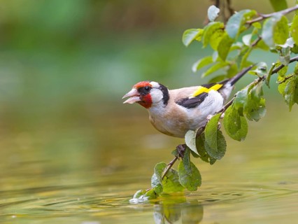 A goldfinch (Carduelis carduelis) sitting on a branch above the water, colourful feathers