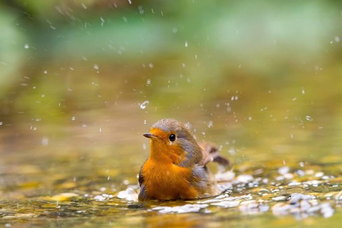 A robin (Erithacus rubecula) splashing lively in the water, splashes in the air, Solms, Hesse,