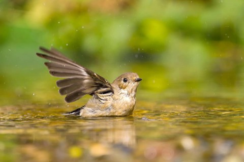 Grey flycatcher (Muscicapa striata) with outstretched wings in the water, surrounded by green