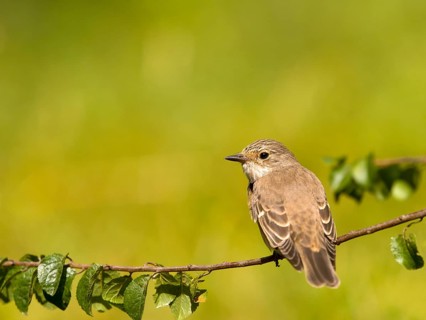 Grey flycatcher (Muscicapa striata) sitting on a branch, green background scenery, Solms, Hesse,