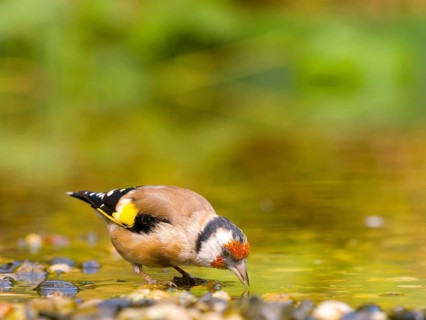 Goldfinch (Carduelis carduelis) bends over and searches for food in the water, surrounded by