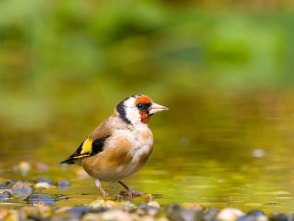 Goldfinch (Carduelis carduelis) sighted in shallow water, vivid red and yellow colours, Solms,