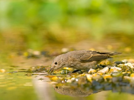 Grey flycatcher (Muscicapa striata) at the water's edge, observing the water amidst pebbles, Solms,