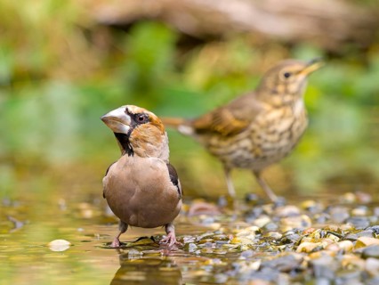 A hawfinch (Coccothraustes coccothraustes) and a song thrush (Turdus philomelos) standing together