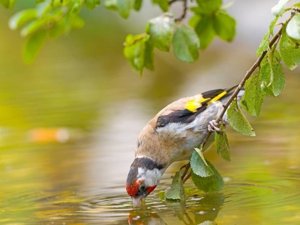 Goldfinch (Carduelis carduelis) bends down to drink water from a pond, framed by green leaves,
