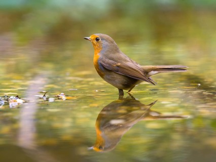 Robin (Erithacus rubecula) with bright orange breast feathers standing in the water, harmonious and