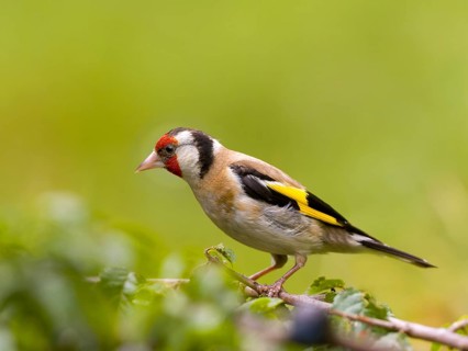 Goldfinch (Carduelis carduelis) with yellow and red feathers sitting on a branch, surrounded by