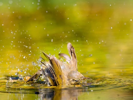 Chiffchaff (Phylloscopus collybita) bathing extensively in water, creating lively splashes in