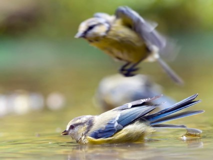 Two blue tits (Cyanistes caeruleus), bathing in the water, one of them takes off. The atmosphere is