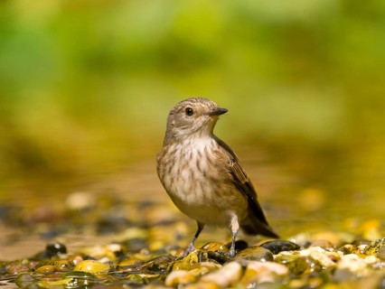 Grey flycatcher (Muscicapa striata) standing attentively between pebbles in green surroundings,