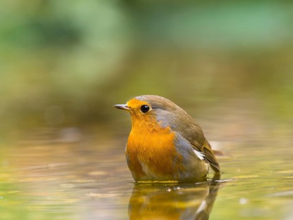 A robin (Erithacus rubecula) stands in the water in a quiet, natural environment, Solms, Hesse,