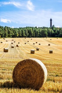 Straw bales in the Scottish fields, Southeast Scotland, UK