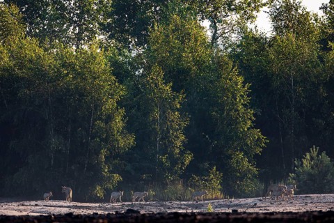 A pack of wolves (Canis lupus), consisting of three adults with seven pups, on the way to the