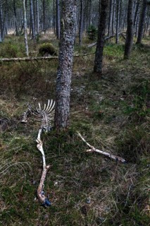 The remains of red deer (Cervus elaphus) taken by wolves (Canis lupus), prey, hunting success,