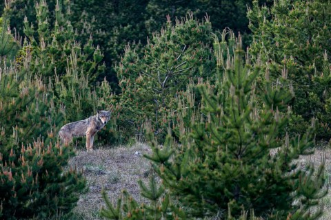 The wolf (Canis lupus) gives me so much time that I can realise different compositions, tension,