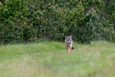 When this female wolf (Canis lupus) comes straight towards me, the joy is indescribable, because I