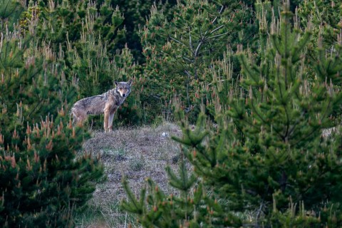 Still agitated, I take a close look at the surroundings to set up a hide, discovering a hill on