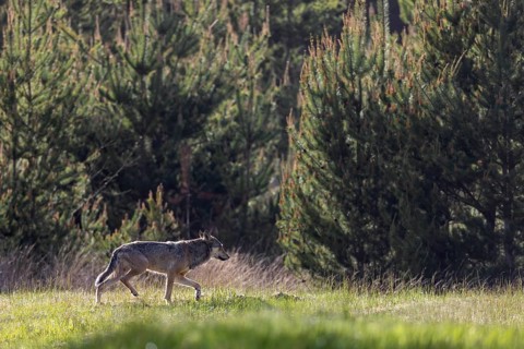 After several days of searching and a brief encounter the day in front of, I come across the male