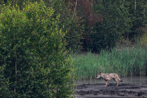 Unfortunately, the wolf (Canis lupus) does not approach, but keeps its distance to run past me in