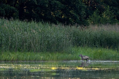 While a yearling wolf carries the remains of the red deer calf (Cervus elaphus) to the pups, an