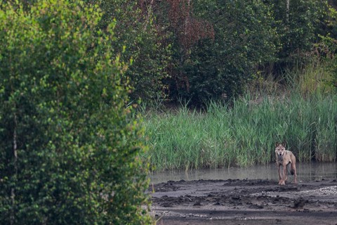 Suddenly a very large, long-legged male wolf (Canis lupus) appears in front of me, brown coal,