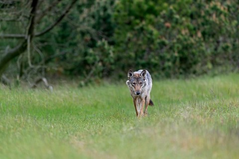 The wolves (Canis lupus) I observed almost always made a very attentive impression, I have rarely