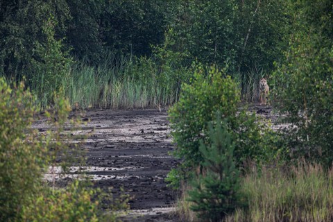 Almost unnoticed, the male wolf (Canis lupus) has stopped and is watching me again from good cover,