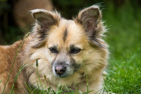 Dog, mixed breed lying in grass, portrait
