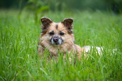Dog, mixed breed, in a meadow