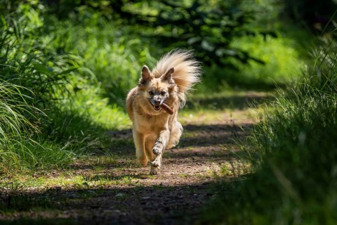 Dog, mixed breed, runs