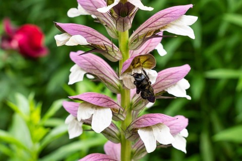 Wood bee (Xylocopa) on a flower of Acanthus spinosus (Acanthus spinosus) . Baden-Württemberg,