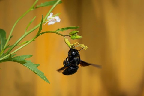 Wood bee (Xylocopa) on a rocket flower. Baden-Württemberg, Germany