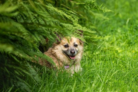 Dog, mixed breed, lying in the grass