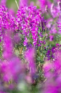Alpine sweet clover (Hedysarum alpinum) also known as Eskima potato or bear's root, purple flowers,