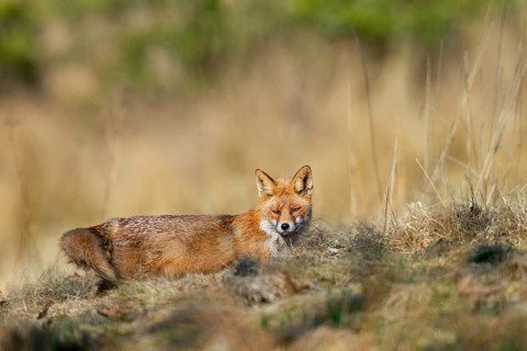 A red fox (Vulpes vulpes) in front of its den, rearing its young, spring, Germany