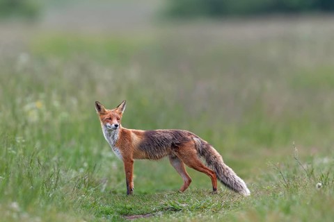 Red fox pheasant (Vulpes vulpes) in the High Tatras hunting for mice, rearing young, early summer,