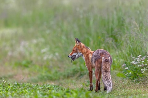 Red fox pheasant (Vulpes vulpes) with captured mouse for the pups, probably will try to capture