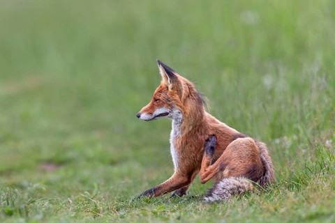 A red fox (Vulpes vulpes) scratching itself, grooming, Slovakia