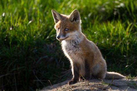 Red fox pup (Vulpes vulpes) sitting in front of the den, rearing cubs, early summer, Germany