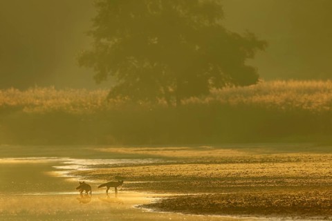 Red fox pheasant (Vulpes vulpes) with her almost adult pups in the most beautiful morning light on