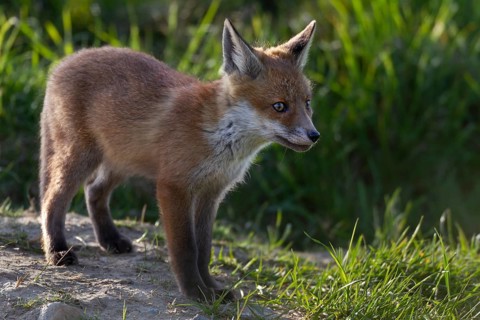Red fox pup (Vulpes vulpes) in front of the den, rearing cubs, early summer, Germany
