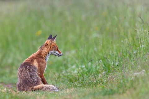 A red fox (Vulpes vulpes) in Slovakia, young rearing, early summer, hunting, care, Slovakia