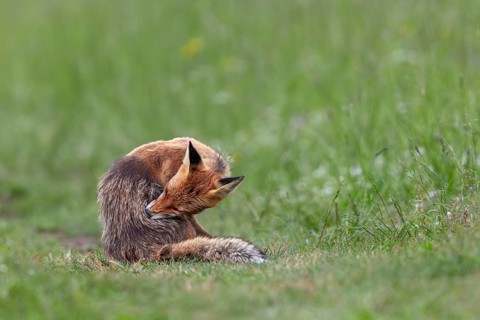 Red fox pheasant (Vulpes vulpes) grooming, Slovakia