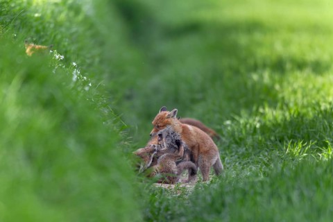 Red fox cubs (Vulpes vulpes) playfully fighting in front of the den, rearing cubs, early summer,